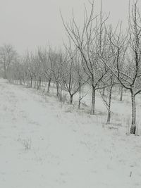 Marillenbäume im Winter